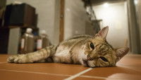 Chat qui dort sur le sol