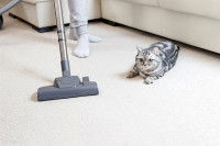Chat couché à côté de son maître qui passe l'aspirateur