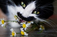 Chat noir et blanc qui mange des fleurs