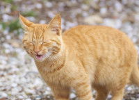 Chat beige qui éternue
