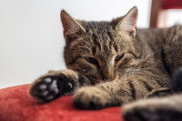 Un chat tigré couché dans un lit