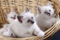 Quatre petits chatons blanc avec de beaux yeux bleus