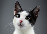 Un chat noir et blanc avec des yeux qui louchent