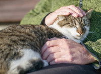Une femme tient dans ses bras un chat brun et blanc
