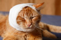 Un chat roux avec un gros bandage sur la tête
