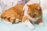 Un chat roux malade chez le vétérinaire
