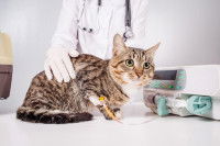 Un vétérinaire s'occupe d'un chat tabby