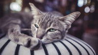 Un chat gris triste et fatigué couché sur un coussin