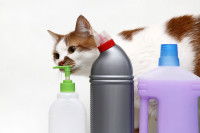 La prévention de l’AVC chez le chat