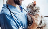 Un vétérinaire tenant un gros chat tigré dans ses bras 