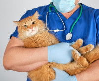 Un vétérinaire tenant un gros chat roux dans ses bras