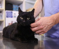 Un chat noir couché sur une table chez le vétérinaire