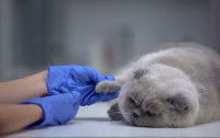 Une vétérinaire tenant la patte d'un gros chat gris exténué