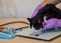 Une vétérinaire contrôlant le poid d'un chat noir et blanc
