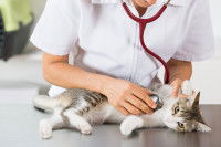 Un chat tigré en train de subir une auscultation pulmonaire et cardiaque