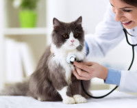 Une vétérinaire faisant un bilan de santé d'un chat gris et blanc 