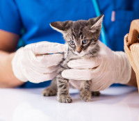 Un vétérinaire faisant un bilan de santé pour un petit chaton tigré
