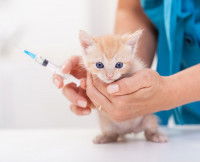 Un chaton roux clair s'apprête à se faire vacciner