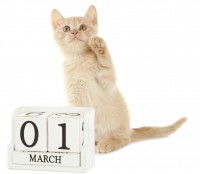 Un chaton derrière un calendrier à cube