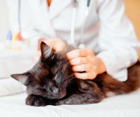 Une vétérinaire caressant un chat noir couché sur une table