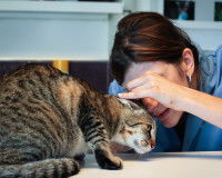Une vétérinaire examinant la tête d'un chat tigré