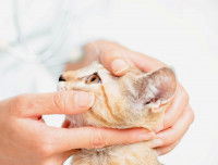 Un chat roux se faisant examiner les yeux 