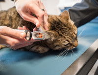 Un chat tigré en train de se faire examiner les oreilles