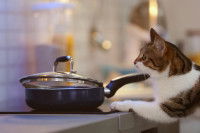 Un chat gourmand grimpe sur les plaques de cuisson