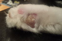 Des coussinets de chat très abîmés