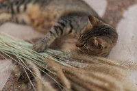 Un chat gris tabby joue avec des épillets