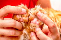 Une femme examine les coussinets de son chat