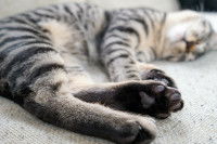 Un chat tigré allongé, coussinets devant