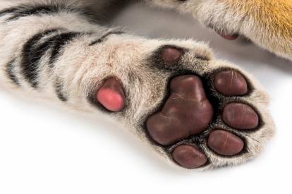 Les blessures et maladies des coussinets du chat