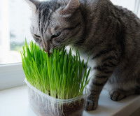 Un chat tigré mange de l'herbe près d'une fenêtre