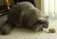 Un gros chat gris recrache une boule de poils sur la moquette