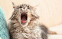 Un gros chat Maine Coon avec la bouche ouverte