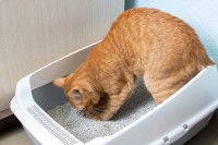 Un chat roux utilise sa litière pour faire ses besoins
