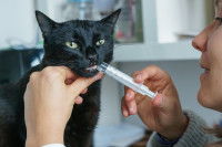 Une femme donne un médicament dans la bouche d'un chat noir