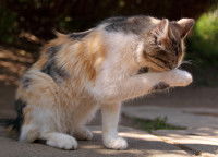 Un chat tricolore se lèche et fait sa toilette