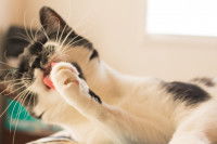 Un chat noir et blanc se lèche la patte avec la langue