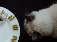 Un gros chat devant une assiette de petits pois