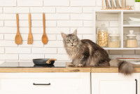 Un chaton Maine Coon assis sur le comptoir de la cuisine