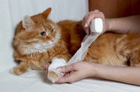 Une femme fait un bandage à la patte d'un gros chat roux