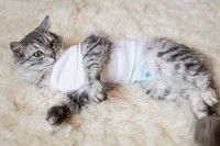 Un chat gris tabby avec un gros bandage sur le corps