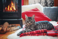 Un chat tigré allongé devant un feu de cheminée