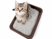 Les symptômes d'une obstruction urinaire chez le chat