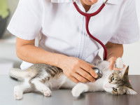 Le traitement des calculs urinaires du chat