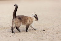 Un chat Siamois marche sur le sable en été