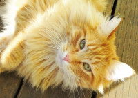 Un chat roux est allongé au soleil