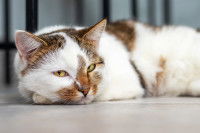 Un chat fatigué est allongé au soleil